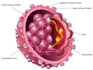 Viral Hepatitis – Hepion Pharmaceuticals